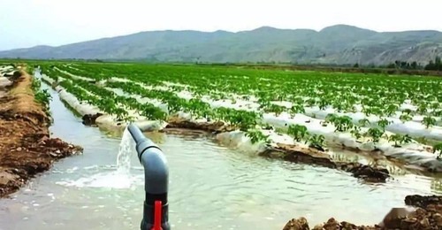 农柳灌溉水
